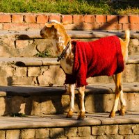 В роде бы жарко в г. Лакхнау :: Георгий А