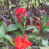 Канна красная :: Дмитрий Никитин Канна красная :: Дмитрий Никитин