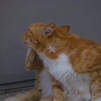 Утрений  моцион :: Giant Tao /