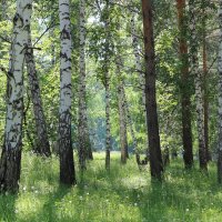 лес :: Ольга Гомзина лес :: Ольга Гомзина