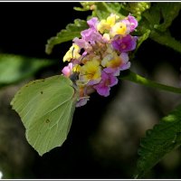 С лимонницей :: Aleksandr Gal С лимонницей :: Aleksandr Gal