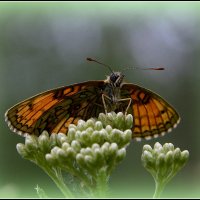 мое... :: Aleksandr Gal мое... :: Aleksandr Gal