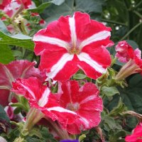 Про ароматы лета... :: Андрей Заломленков Про ароматы лета... :: Андрей Заломленков