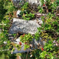 пейзажный натюрморт :: Артём 