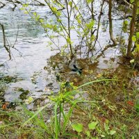 Горная речка :: Tata Wolf