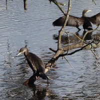 Бакланы :: Рита Симонова