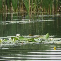 Усманка :: Елена Шаламова