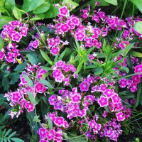 дачное :: Елена Шаламова