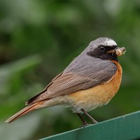 Горихвостка :: Sergey38 Горихвостка :: Sergey38