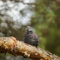 Голубь :: Alex Bush