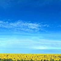 соняшник :: Степан Карачко