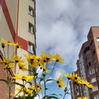 Топинамбур подрастает . :: Мила Бовкун Топинамбур подрастает . :: Мила Бовкун