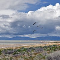 Вольные птицы :: **** vedin