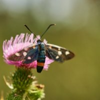 Пестрянка :: Александр Леонов Пестрянка :: Александр Леонов
