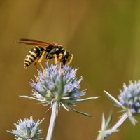 Оса :: Александр Леонов