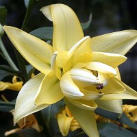 Лилия :: Ольга Cоломатина