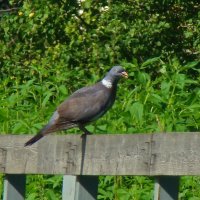 вяхирь :: gawrilа - dan