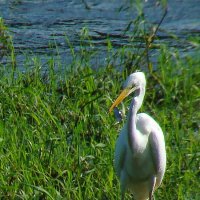 с уловом :: gawrilа - dan