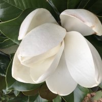 Запоздалая магнолия :: Pippa 