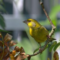 про зеленуха на рябине :: Andrey Bragin 