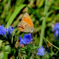 из снятого 1 августа 6 :: Александр Прокудин