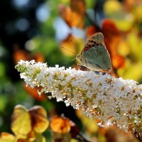 Лето золотое :: Светлана Тихонина