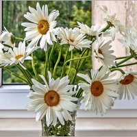 Про ромашки :: Aquarius - Сергей