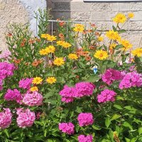 Цветы :: Сапсан 