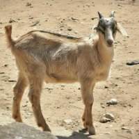 - А вкусняшку дашь? :: Глeб ПЛATOB