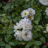 Розы :: Анатолий Чикчирный Розы :: Анатолий Чикчирный