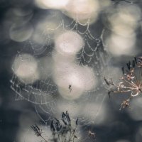 В сети :: Lyubov Busova