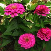 Циннии цветут :: Людмила Смородинская Циннии цветут :: Людмила Смородинская