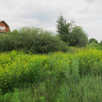 за городом :: Елена Шаламова за городом :: Елена Шаламова