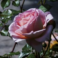 Розовая роза :: Валентин Семчишин