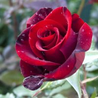 Бархатная  роза :: Валентин Семчишин