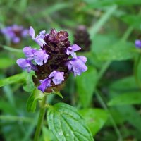 Скромное обаяние черноголовки... :: Андрей Заломленков