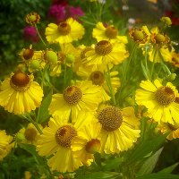 Солнечные :: Елена Семигина