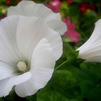 Лаватера :: Елена Семигина Лаватера :: Елена Семигина