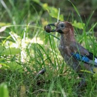 Молодая сойка. :: Владимир Безбородов