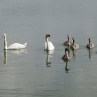 Лебединая семья :: Рита Симонова Лебединая семья :: Рита Симонова