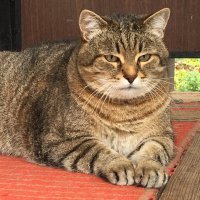 Кузьмич, а чем не Тигра? :: Владимир Павлов