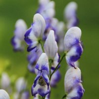 Пёстренькие .. :: Татьян@ Ивановна