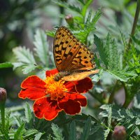 Идиллия лета :: Татьяна Лютаева