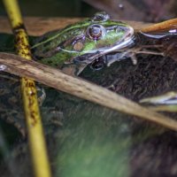 Квака :: sorovey Sol