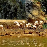 Фламинго.  (Jungle Park). Тенерифе. :: Лия ☼