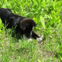 Попалась ящерка... :: Galaelina ***