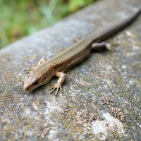 Ящерица обыкновенная :: Александр Синдерёв