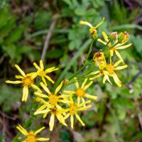 Якобея обыкновенная :: Светлана SvetNika17