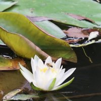 С пчёлкой :: Александр Кондаков С пчёлкой :: Александр Кондаков