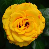 *** :: Виктор *** :: Виктор